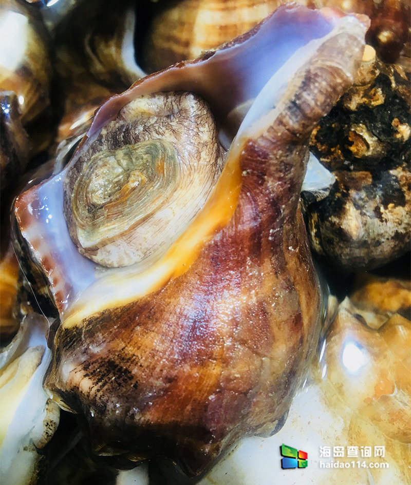 东戴河海鲜美食水煮海螺