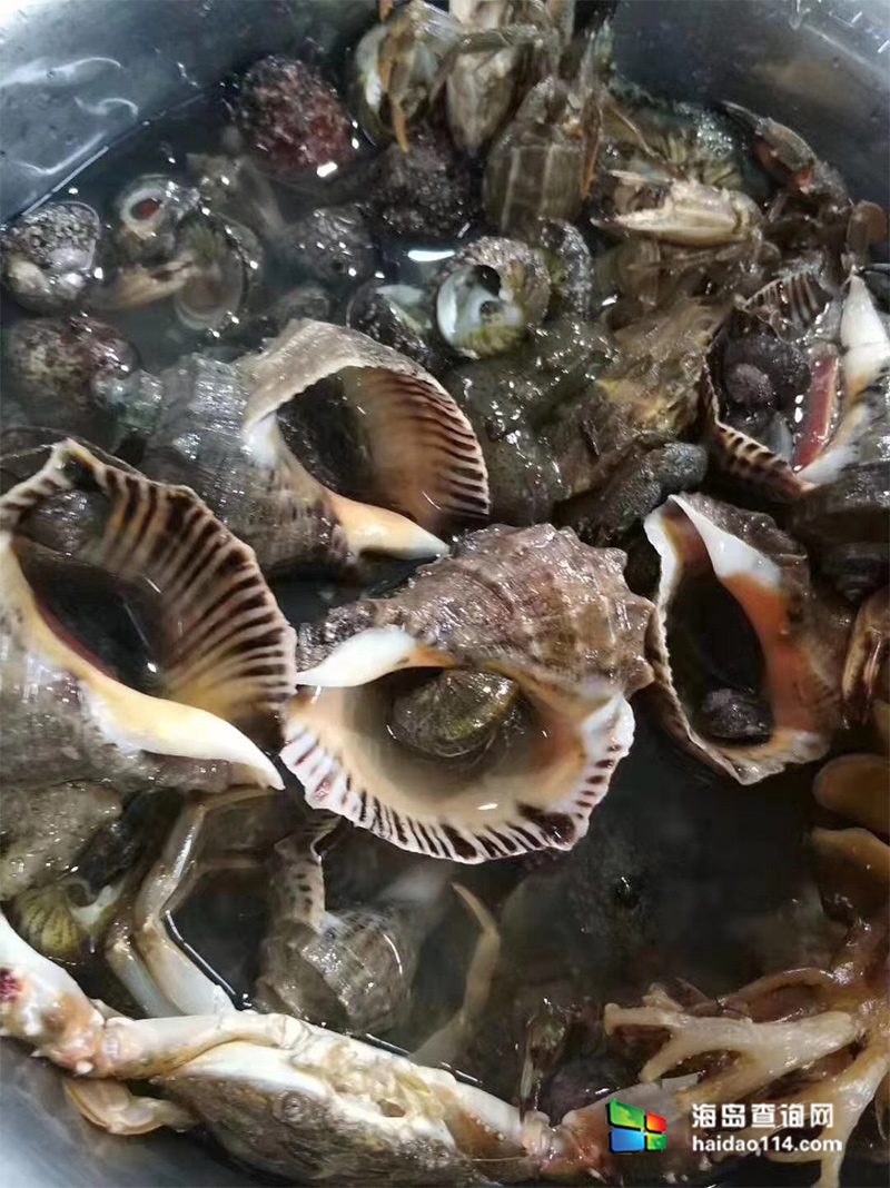 东戴河海鲜美食水煮海螺