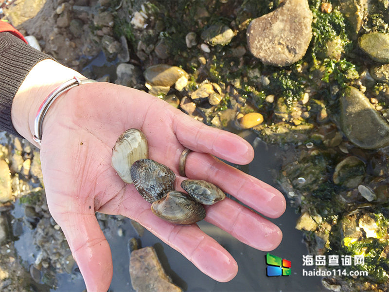 东戴河大阳农家院