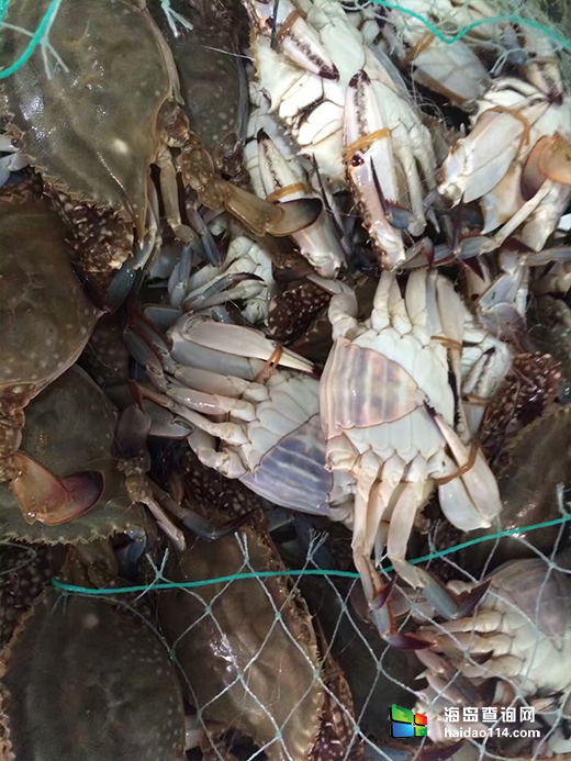 东戴河海浪花农家