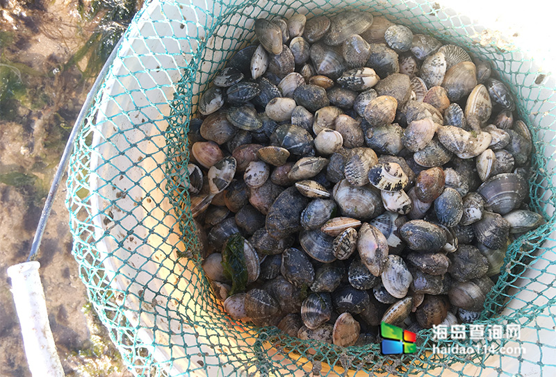 东戴河海上风农家院