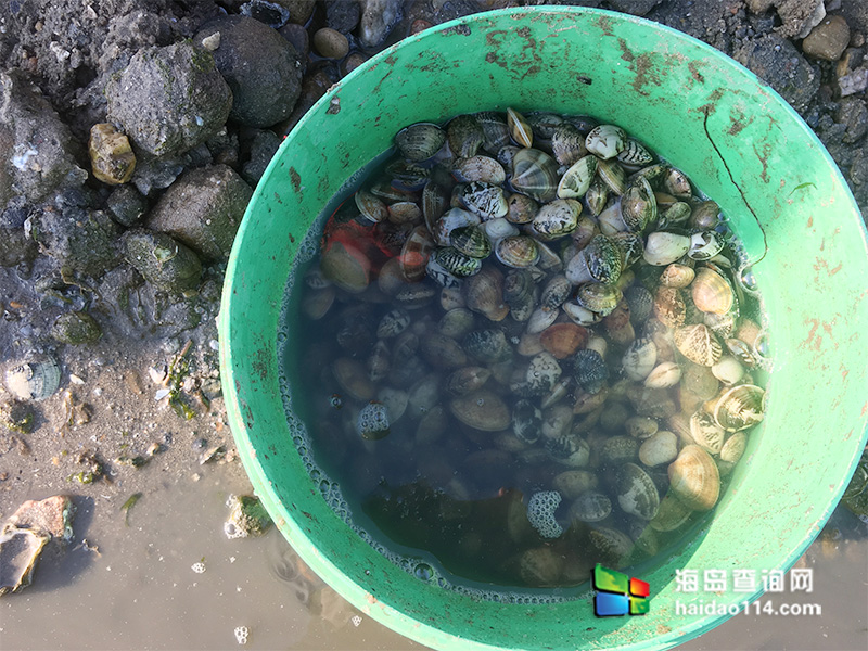 东戴河家郡农家院