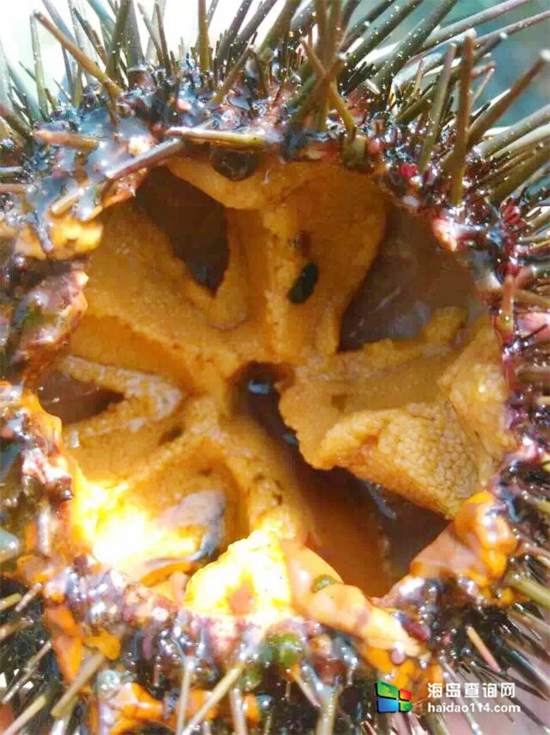 大长山岛海的季节民宿