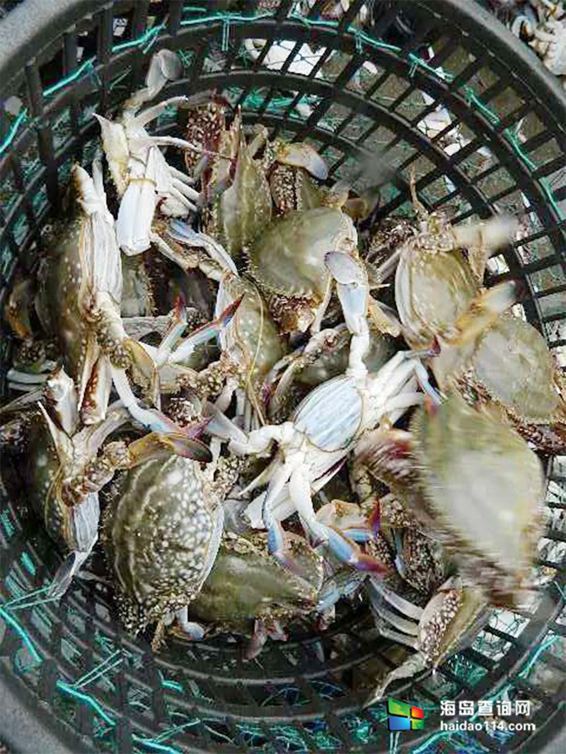 大长山岛海的季节民宿