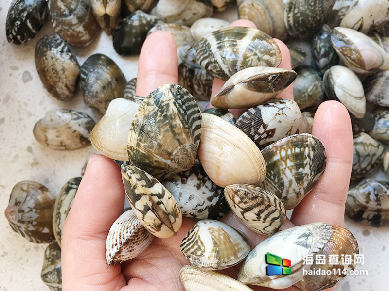 大长山岛海的季节民宿