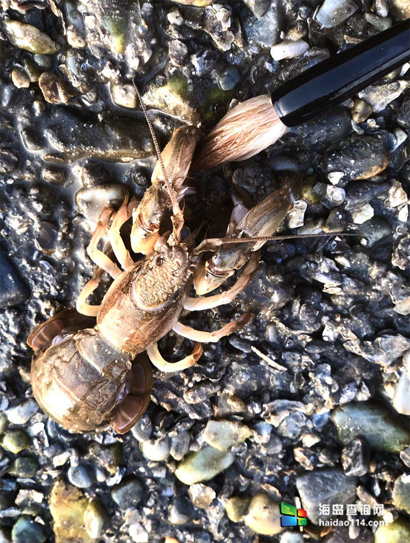 大长山岛海的季节民宿