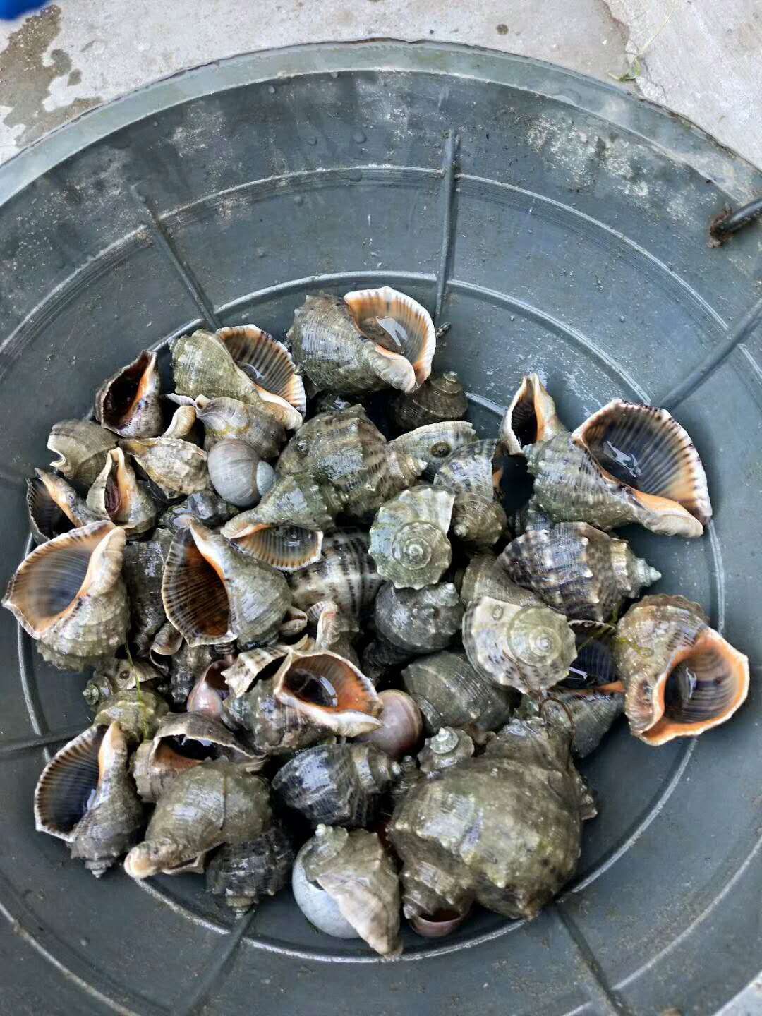 大长山岛海的季节民宿