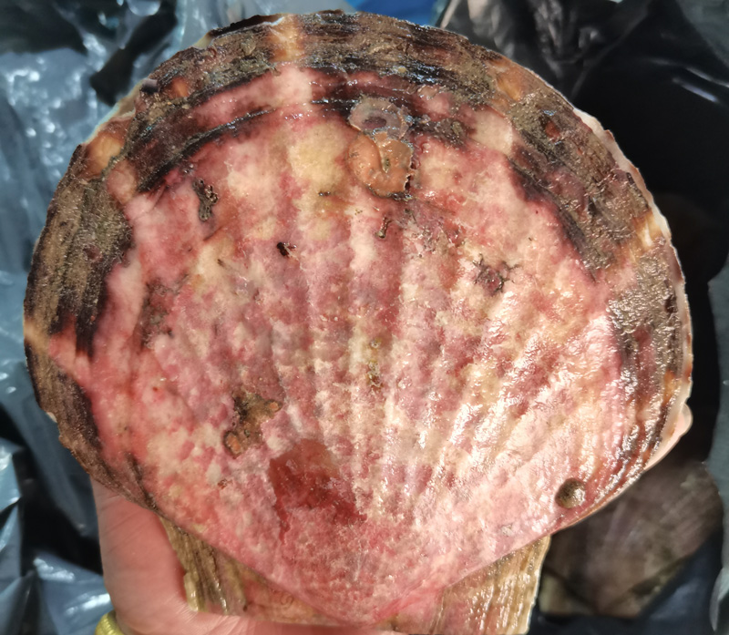 大长山岛滨隆海度假村