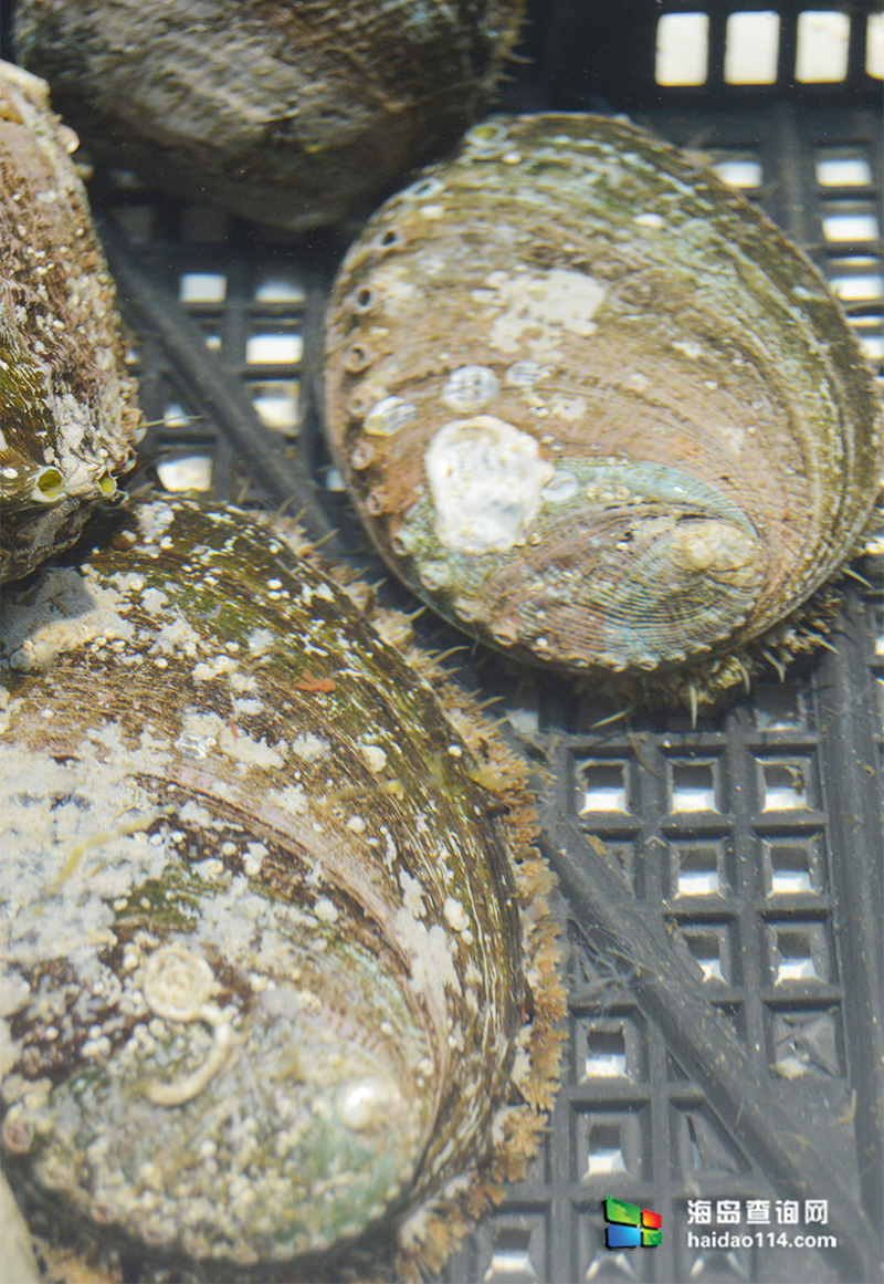 大长山岛鑫德宝渔家客栈