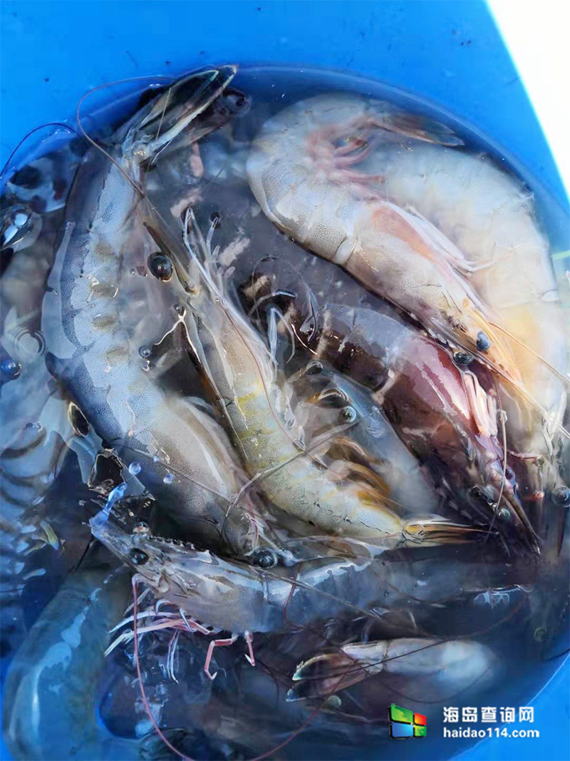 大长山岛鑫德宝渔家客栈