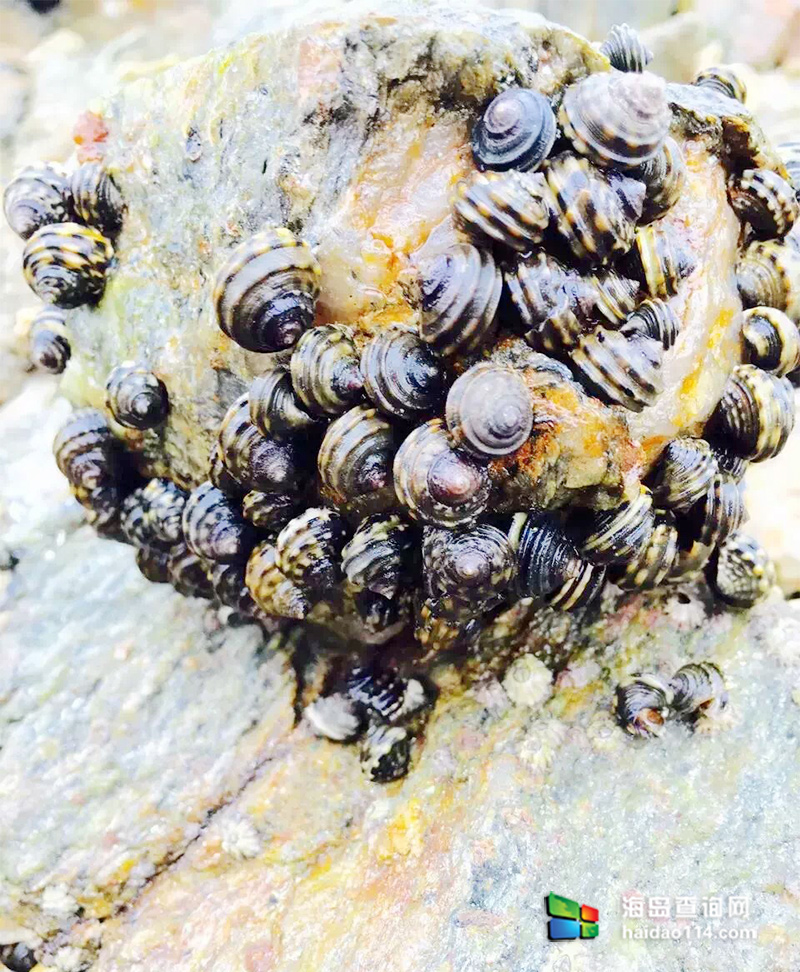 大长山岛鑫德宝渔家客栈