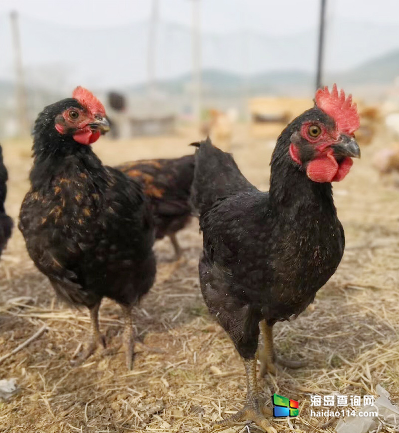 大长山岛鑫德宝渔家客栈