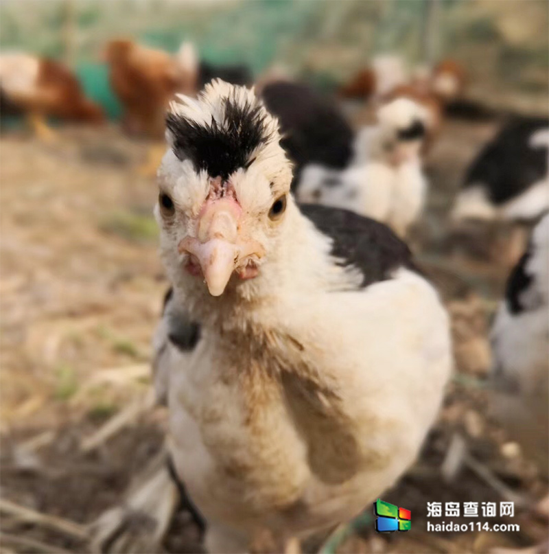 大长山岛鑫德宝渔家客栈