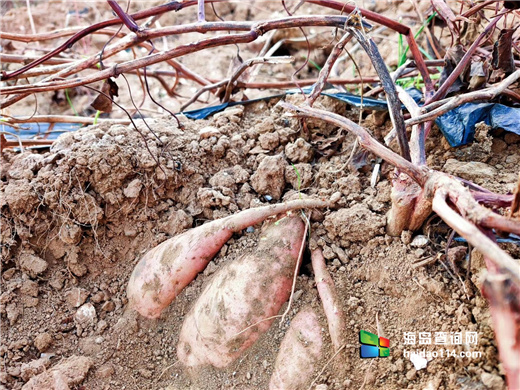 大长山岛鑫德宝渔家客栈