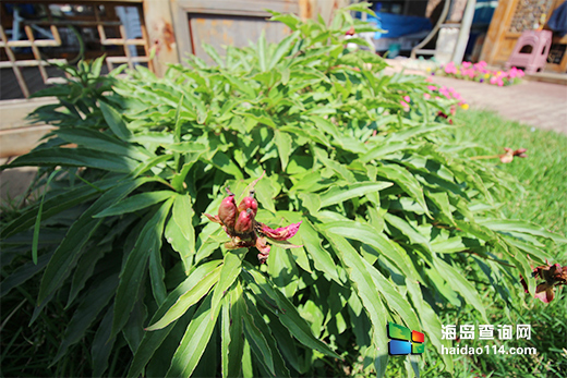 大长山岛鑫德宝渔家客栈