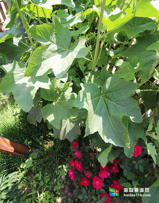 大长山岛鑫德宝渔家客栈