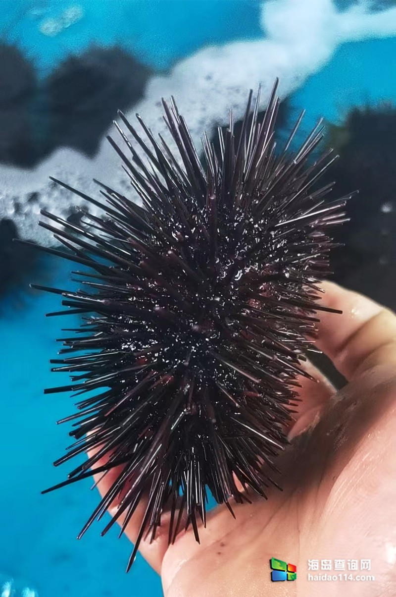 大长山岛悦来渔家客栈