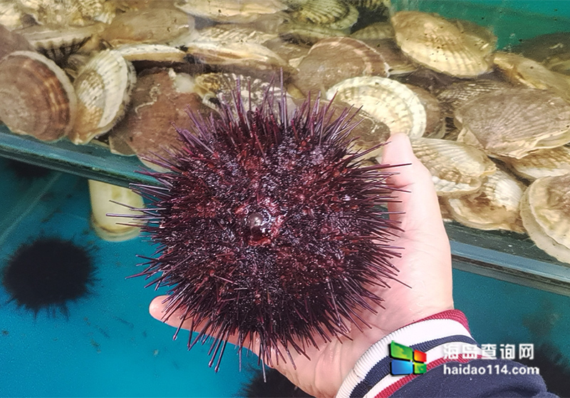 大长山岛悦来渔家客栈