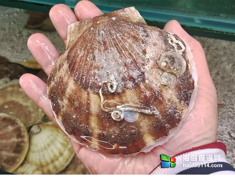 大长山岛悦来渔家客栈