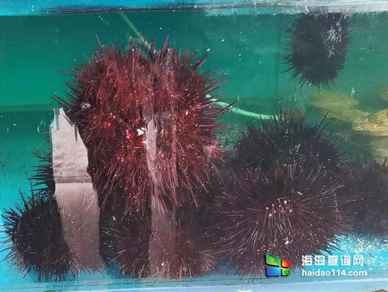 大长山岛悦来渔家客栈