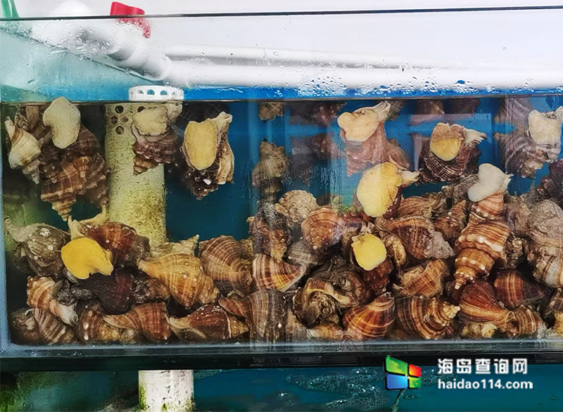 大长山岛悦来渔家客栈