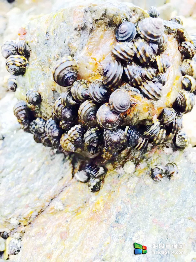 海王九岛星海度假村