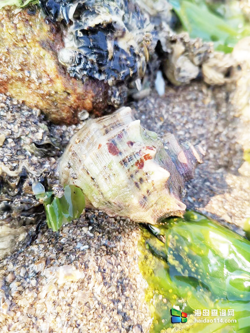 海王九岛星海度假村