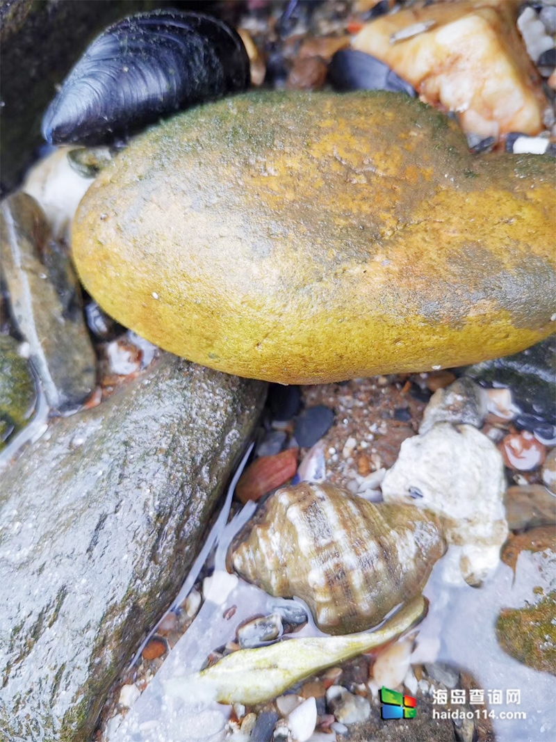 海王九岛星海度假村