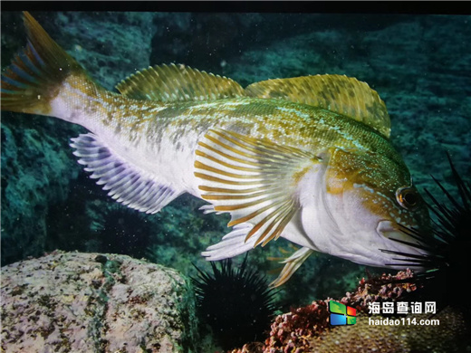 海王九岛星海度假村