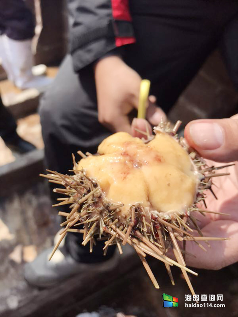 獐子岛有洋红民宿