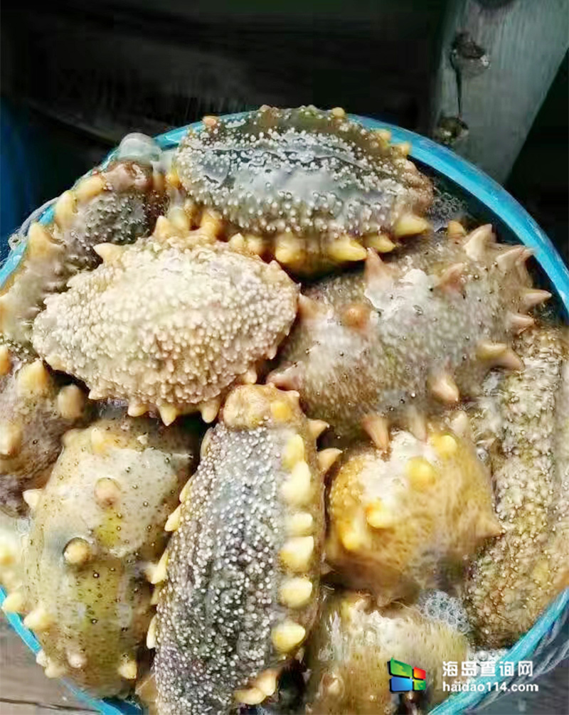 獐子岛有洋红民宿