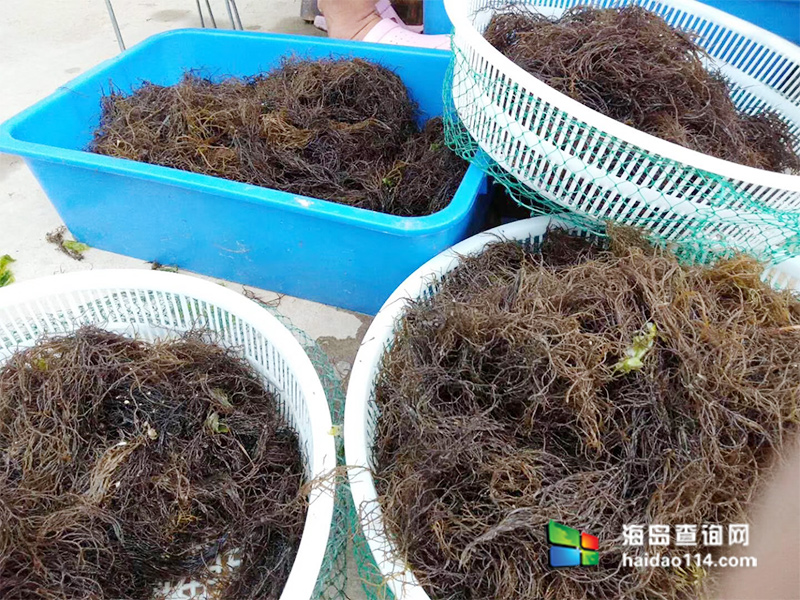 獐子岛有洋红民宿