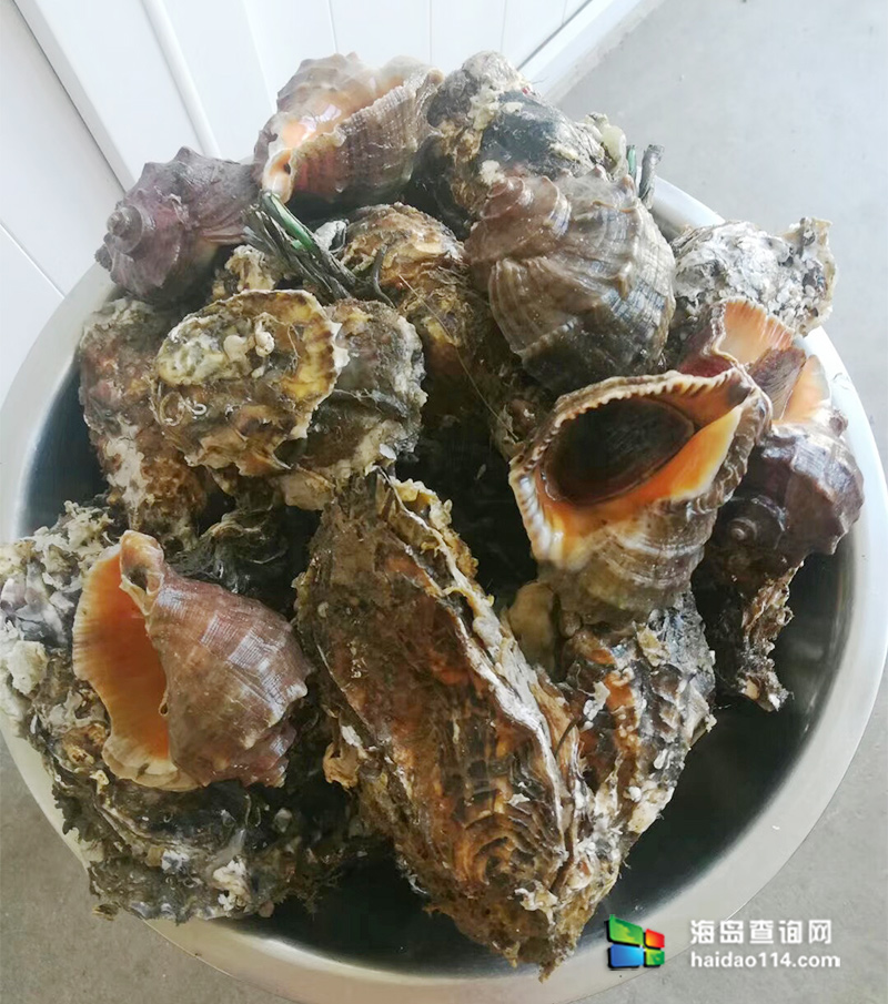 獐子岛有洋红民宿