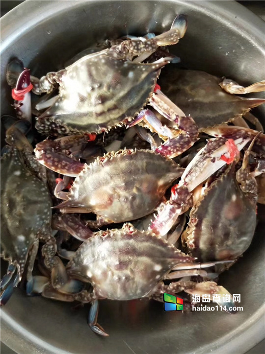 獐子岛有洋红民宿