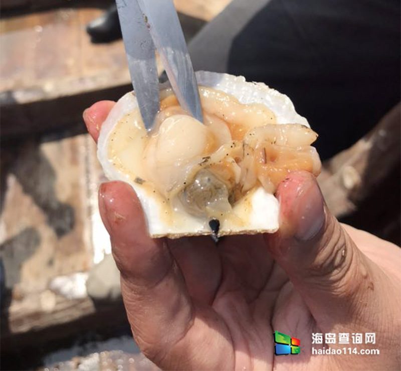 獐子岛有洋红民宿