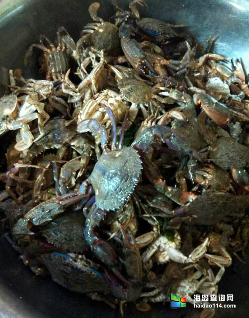 獐子岛有洋红民宿
