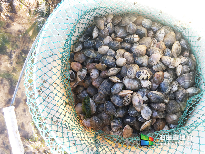 獐子岛有洋红民宿
