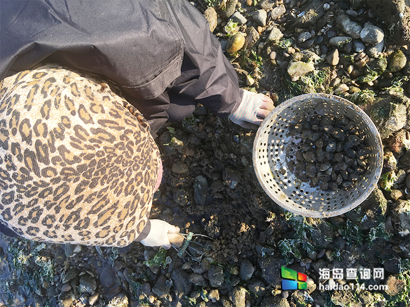 獐子岛有洋红民宿