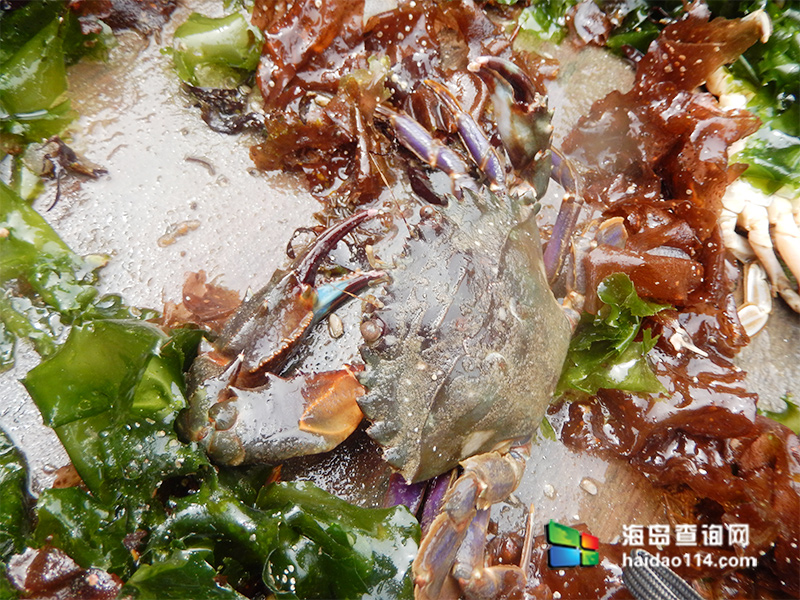 獐子岛有洋红民宿