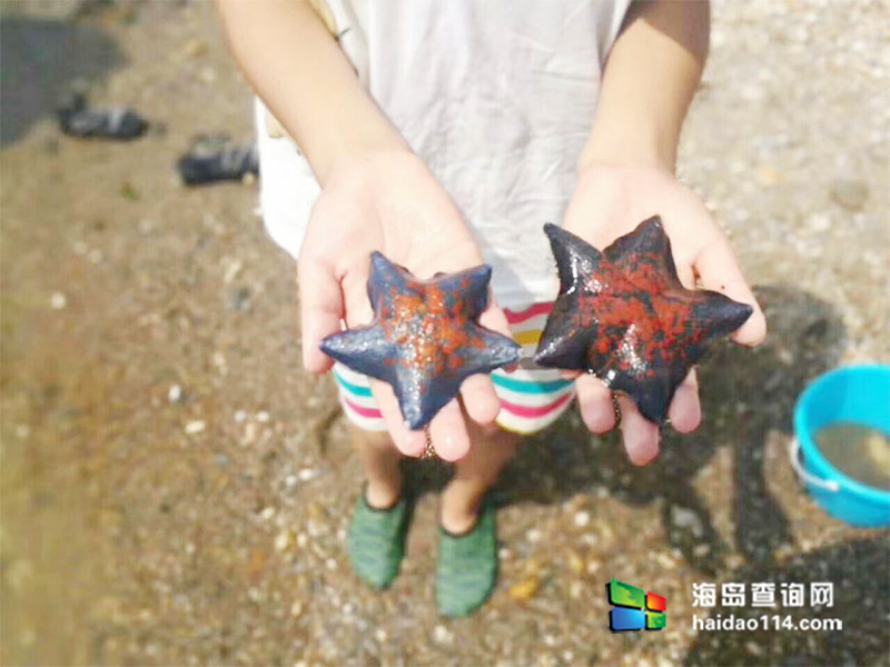 獐子岛有洋红民宿