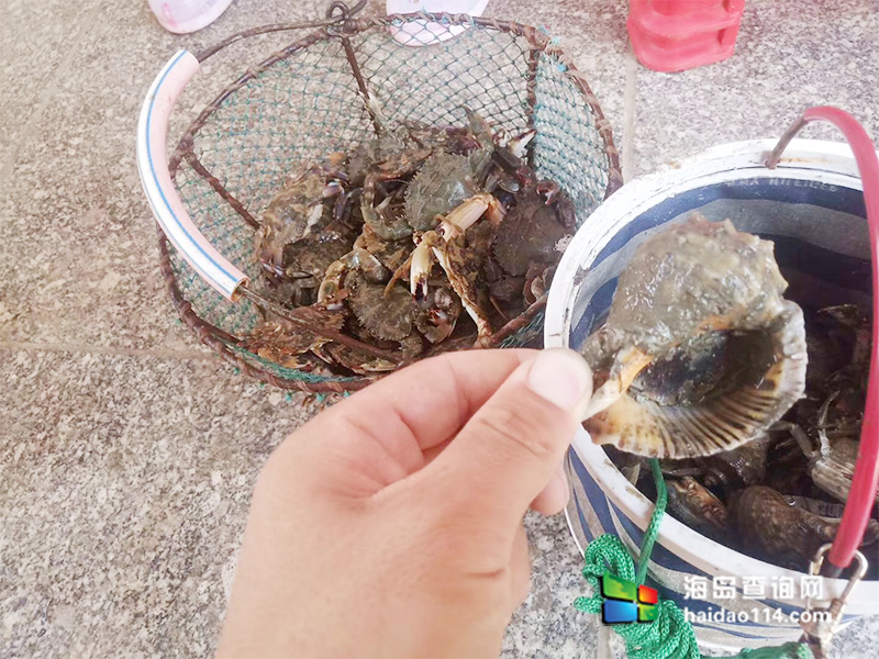 獐子岛有洋红民宿