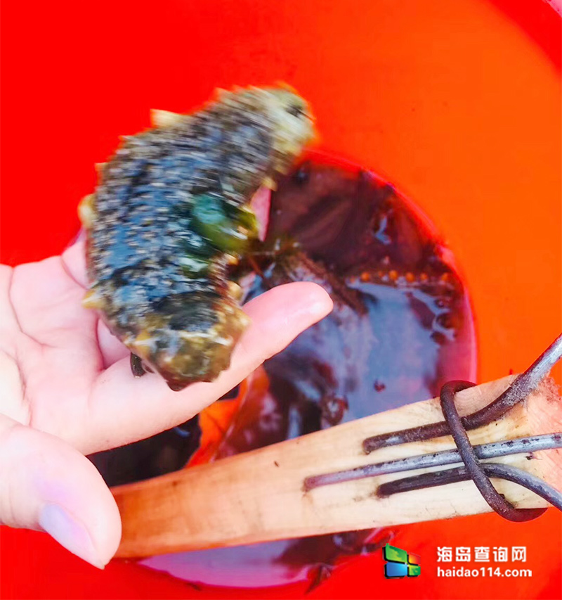 獐子岛有洋红民宿