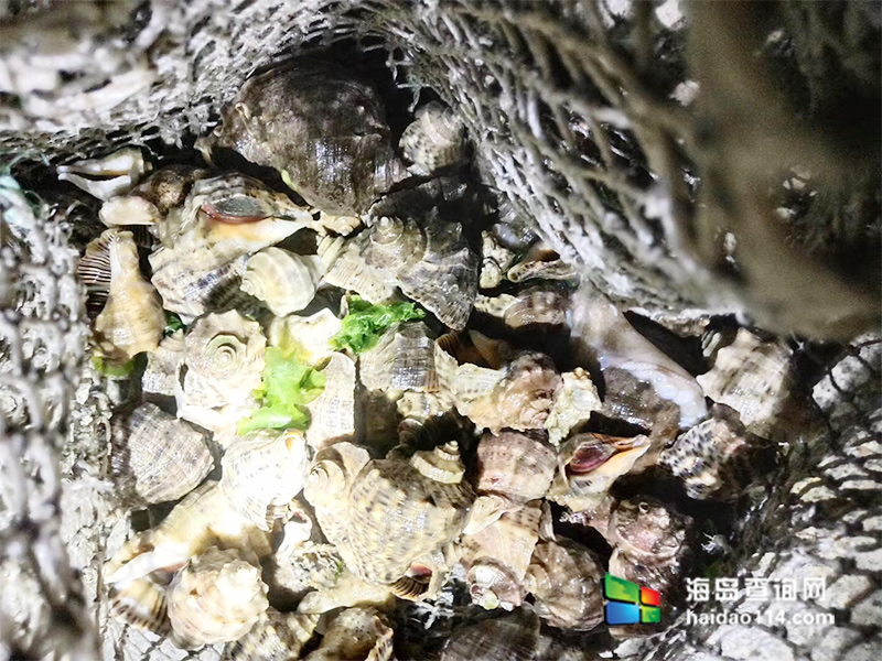獐子岛有洋红民宿