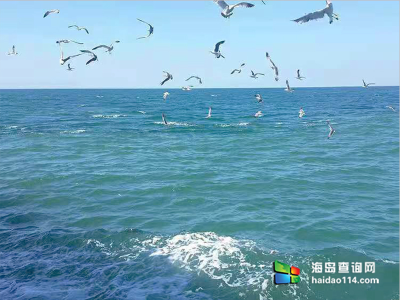 獐子岛有洋红民宿