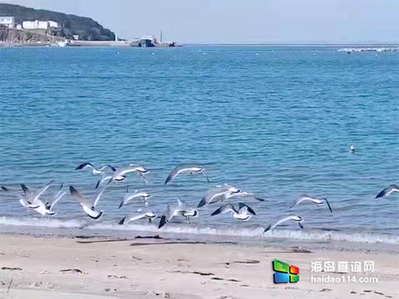 獐子岛有洋红民宿