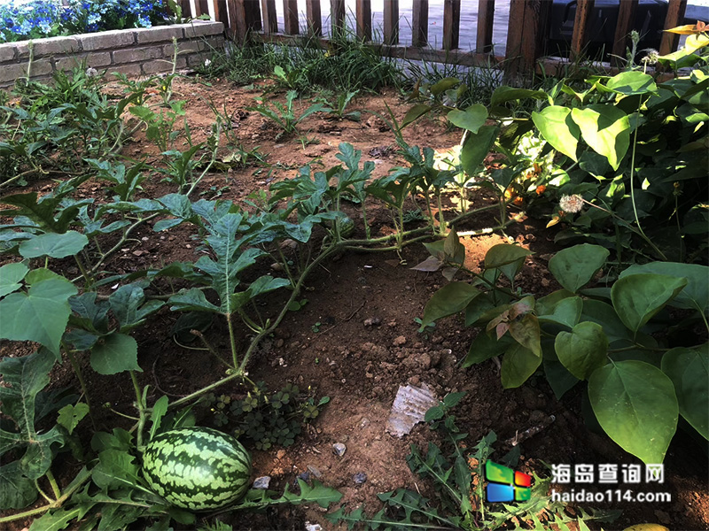 小长山岛老吴家渔子宿 小长山岛老吴家渔子宿