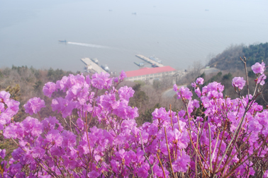 大鹿岛映山红