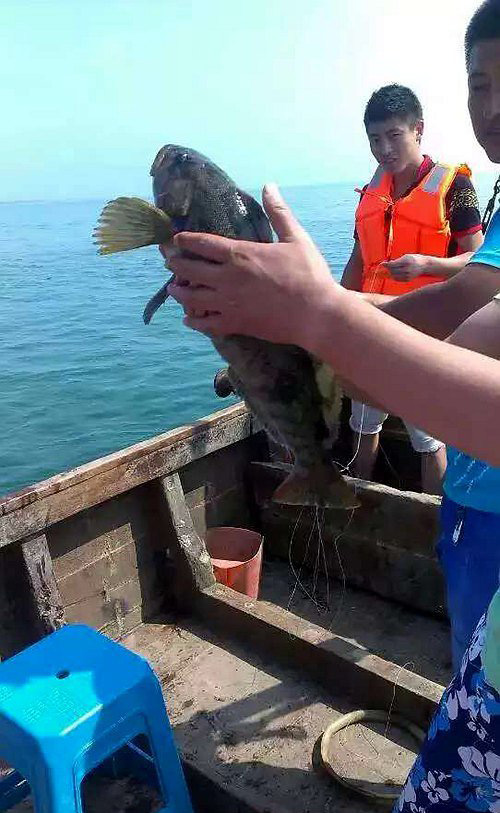 瓜皮岛游客钓上3斤3两大黄鱼