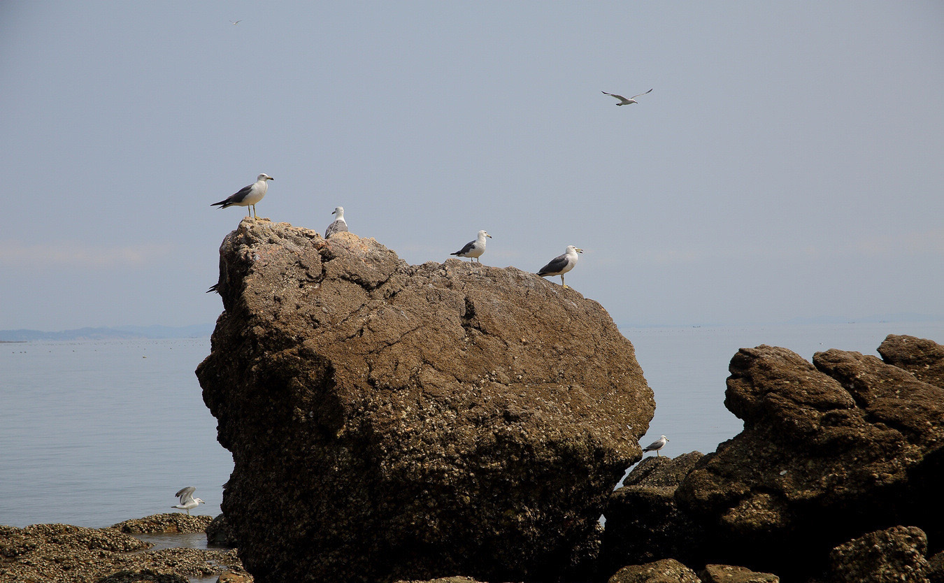 石城岛鸟岛—观鸟记录