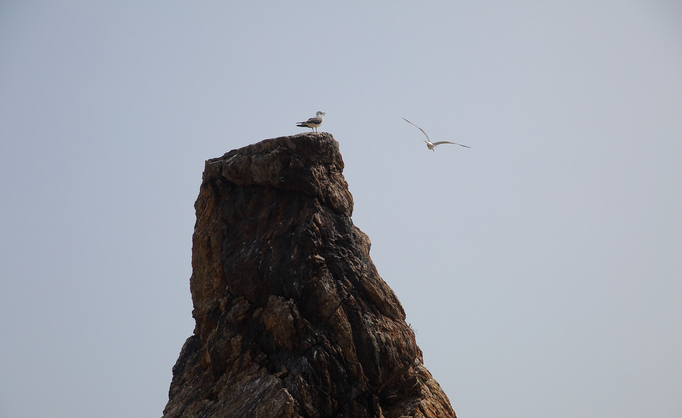 石城岛鸟岛—观鸟记录